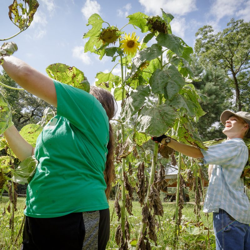 Sunflower Harvest