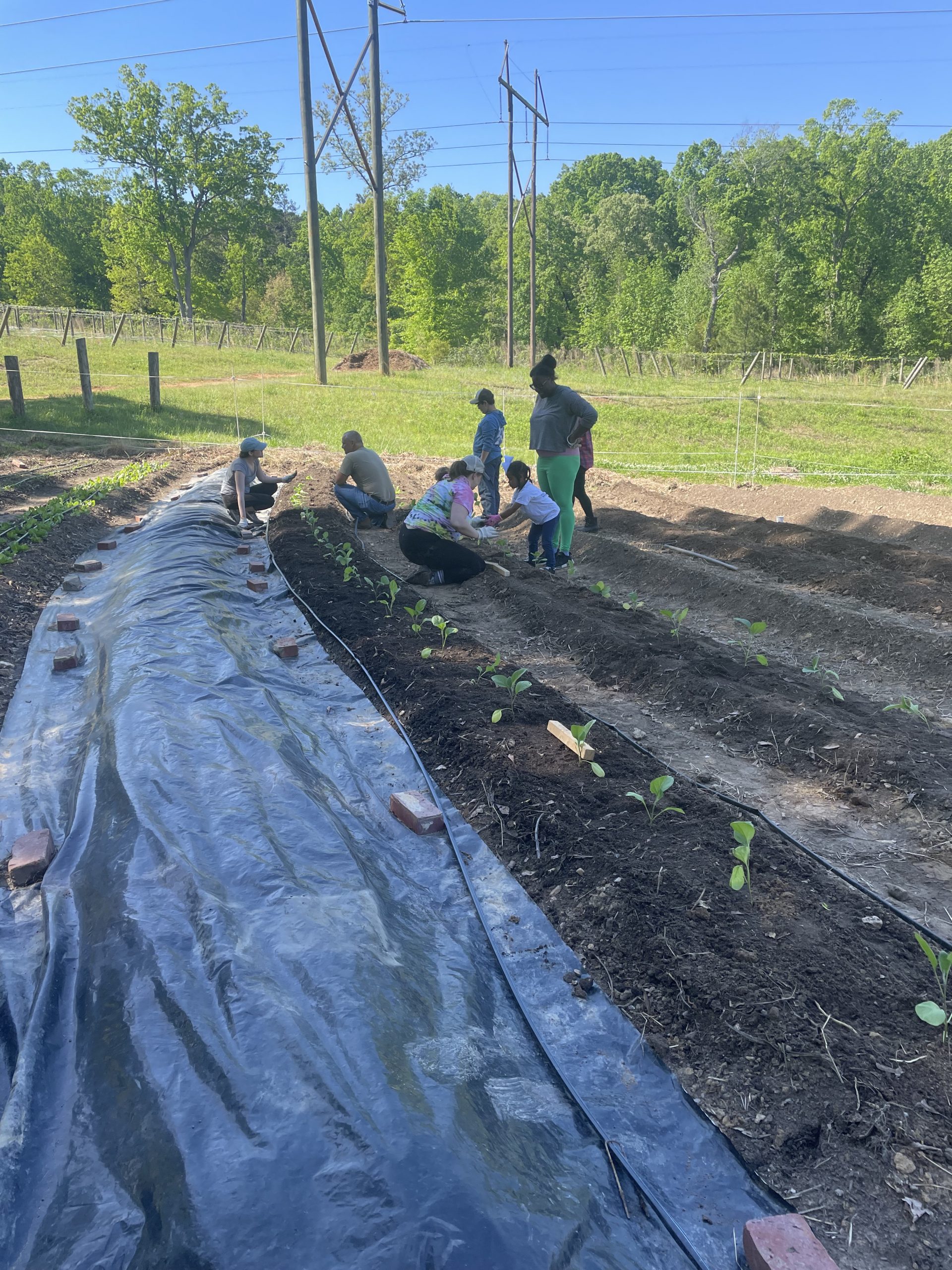 Planting during field trips for schools