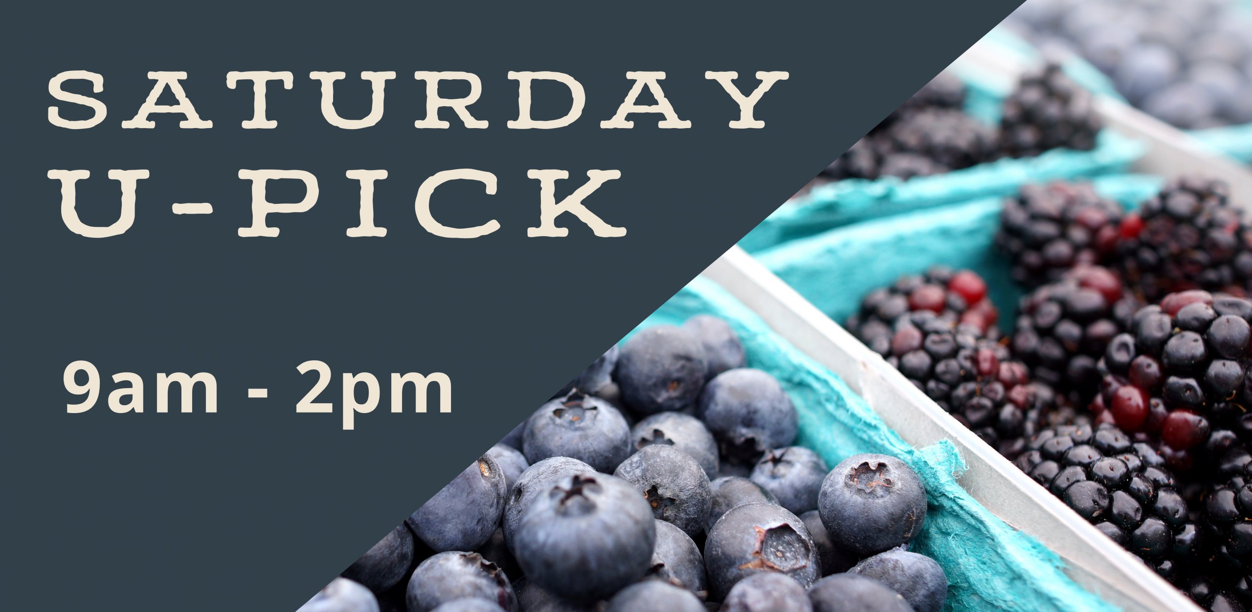 upick blueberries at upick farm in lexington sc