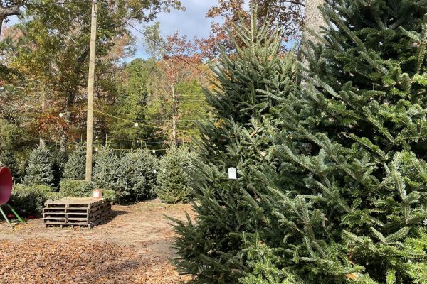 Fresh Christmas Trees available in Lexington SC