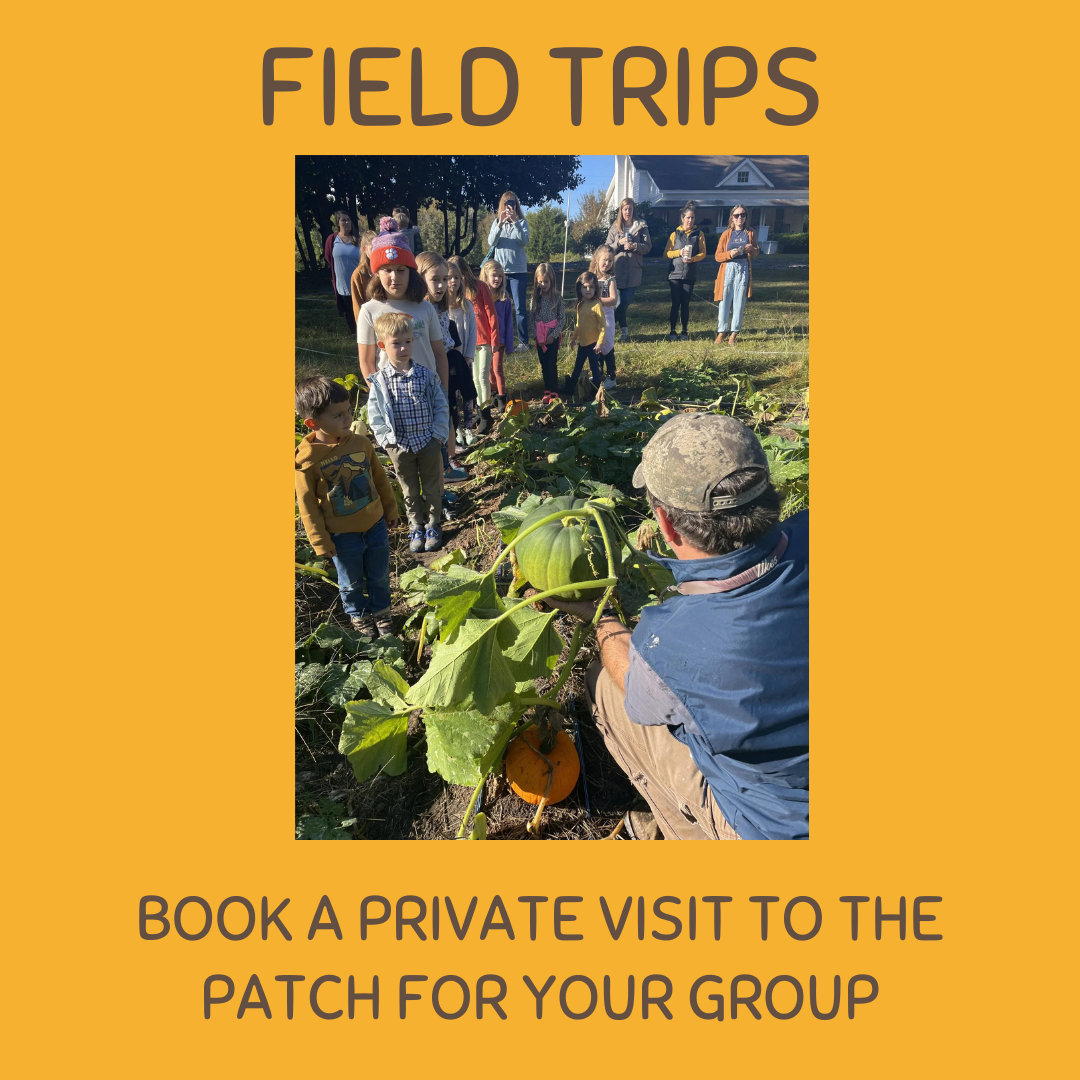 Field trips for schools offered at Lexington's authentic pumpkin patch